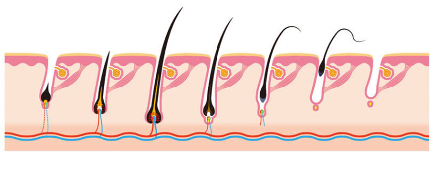The Anatomy of a Hair Follicle